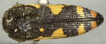 Media type: image;   Entomology 33807 Aspect: habitus dorsal view